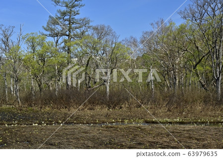 萌芽時的尾澤原 63979635