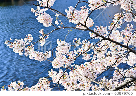 Evening cherry tree Evening cherry tree 63979760