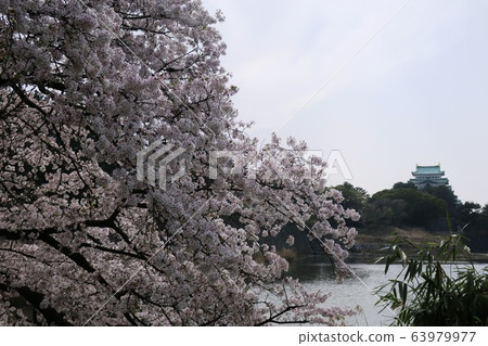 櫻花和名古屋城堡 櫻花和名古屋城堡 63979977