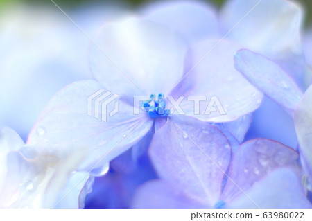 植物，花朵，繡球花，背景材料 63980022