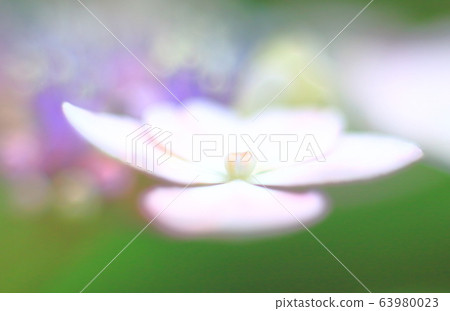 植物,花朵,繡球花,背景材料 植物,花朵,繡球花,背景材料 63980023
