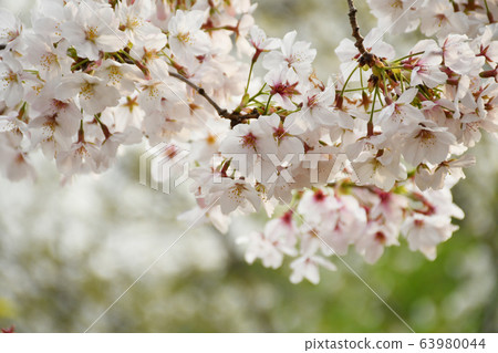 Cherry Blossom	 63980044
