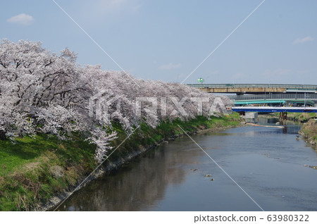 Cheongju Castle Cherry Tree 63980322