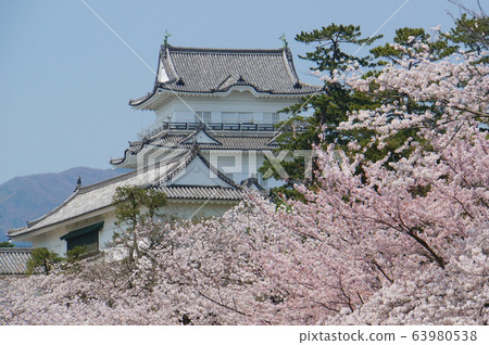 Odawara Castle Cherry blossoms 63980538