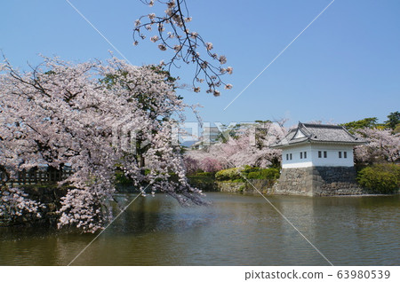 Odawara Castle Cherry blossoms 63980539