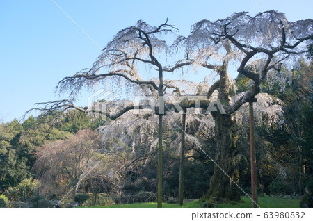 Nagakozan Shauta Temple Weeping cherry blossoms Nagakozan Shauta Temple Weeping cherry blossoms 63980832