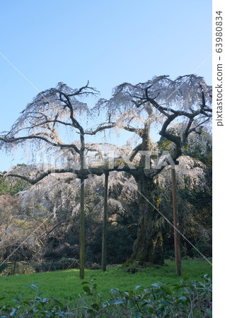Nagakozan Shauta Temple Weeping cherry blossoms Nagakozan Shauta Temple Weeping cherry blossoms 63980834