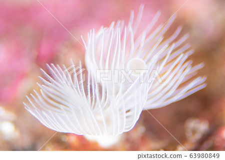 蠍魚 63980849