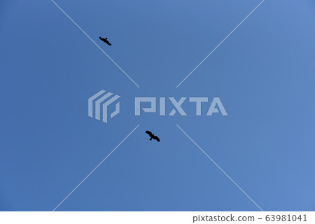 Flying in the sky 63981041