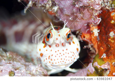 Montsuki frog fish @ front Montsuki frog fish @ front 63981047
