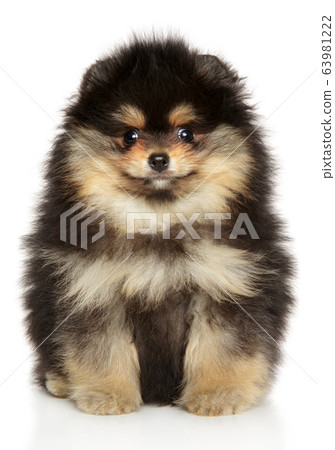 Adorable Pomeranian spitz puppy Adorable Pomeranian spitz puppy 63981222
