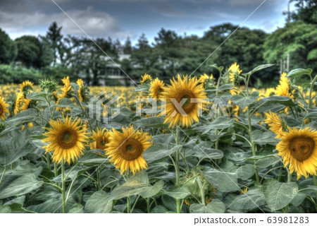Blue sky sunflower field sunflower sunflower summer flower beautiful chiba funabashi Blue sky sunflower field sunflower sunflower summer flower beautiful chiba funabashi 63981283