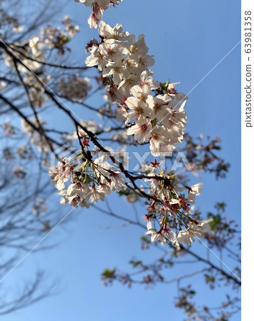 Cherry Blossoms	 63981358