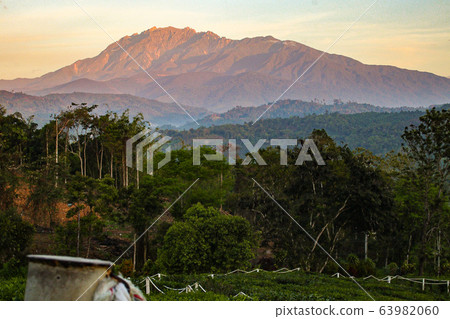 A landscape photograph of a tea plantation that makes tea called Sabati, a specialty of Mount Kinabalu and Borneo Island in Malaysia. 63982060