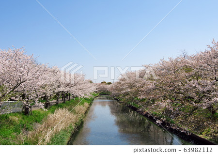 Sakura along the Ebi River Sakura along the Ebi River 63982112