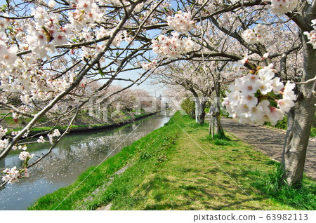 Sakura along the Ebi River Sakura along the Ebi River 63982113