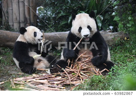 親子熊貓 63982867