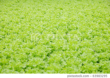 Hydroponic of lettuce farm growing in greenhouse. Hydroponic of lettuce farm growing in greenhouse. 63983295