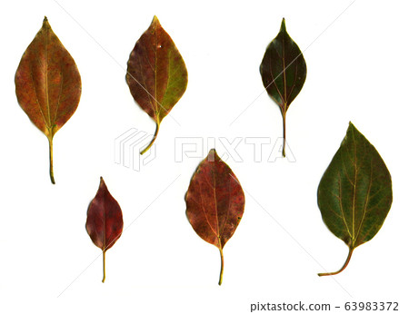 Camphor Tree Leaves That Turn Red In Various Stock Photo 63983372 Pixta