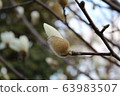 White magnolia bud White magnolia bud 63983507