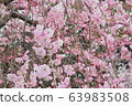 Sakura-Ujoushidare five-minute bloom Sakura-Ujoushidare five-minute bloom 63983508