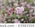 Sakura-Ujoushidare five-minute bloom Sakura-Ujoushidare five-minute bloom 63983509