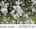 Cherry blossoms Cherry blossoms 63983510