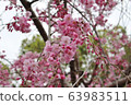 Sakura-Ujoushidare five-minute bloom Sakura-Ujoushidare five-minute bloom 63983511