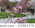 Sakura-Ujoushidare five-minute bloom Sakura-Ujoushidare five-minute bloom 63983576