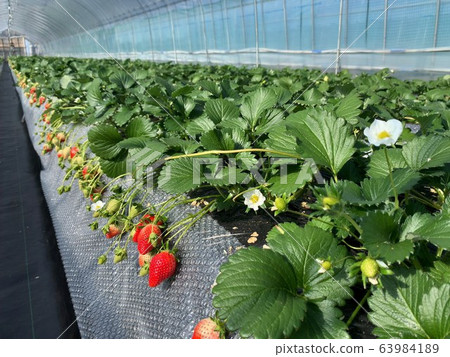 Strawberries grown in the greenhouse Strawberries grown in the greenhouse 63984189