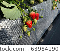 Strawberries grown in greenhouses Strawberries grown in greenhouses 63984190