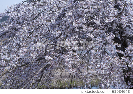 Weeping cherry tree, Ansan city, Gyeonggi-do 63984648