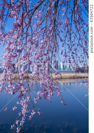 Weeping cherry tree, Ansan city, Gyeonggi-do 63984722