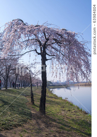 京畿道安山市垂枝櫻花 京畿道安山市垂枝櫻花 63984804