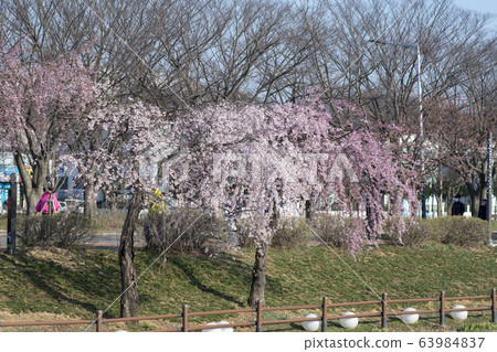 京畿道安山市垂枝櫻花 63984837
