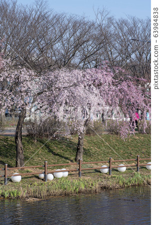 京畿道安山市垂枝櫻花 63984838