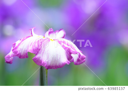 Hanabishi花 Hanabishi花 63985137