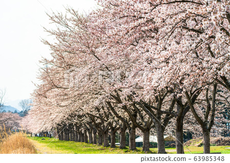 Blue sky and Ichimoku Senbonzakura Ogawara Town, Miyagi Prefecture 63985348