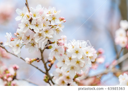 Blue sky and Ichimoku Senbonzakura Ogawara Town, Miyagi Prefecture Blue sky and Ichimoku Senbonzakura Ogawara Town, Miyagi Prefecture 63985363