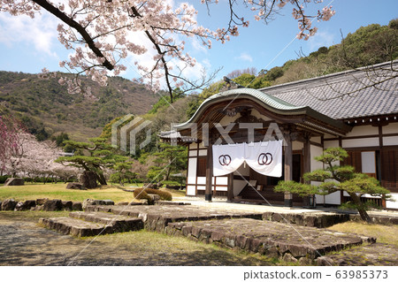 小京都龍野櫻花盛開 63985373