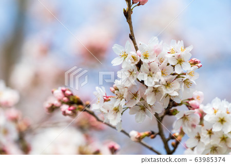 宮城縣藍天和市千千本櫻小川原町 63985374