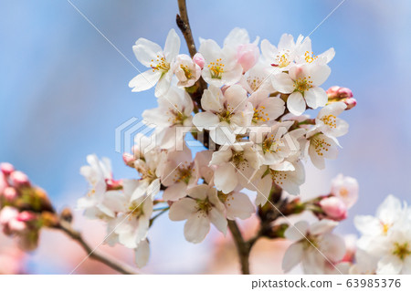 Blue sky and Ichimoku Senbonzakura Ogawara Town, Miyagi Prefecture Blue sky and Ichimoku Senbonzakura Ogawara Town, Miyagi Prefecture 63985376