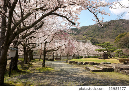 Little Kyoto Tatsuno Cherry blossoms in full bloom Little Kyoto Tatsuno Cherry blossoms in full bloom 63985377