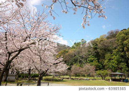 小京都龍野櫻花盛開 小京都龍野櫻花盛開 63985385