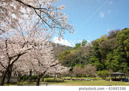 小京都龍野櫻花盛開 63985386