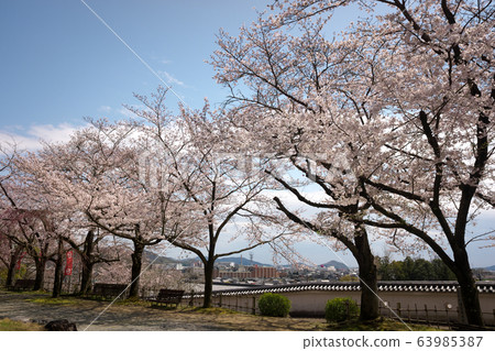 小京都龍野櫻花盛開 63985387