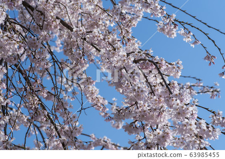 Weeping cherry tree, Ansan city, Gyeonggi-do Weeping cherry tree, Ansan city, Gyeonggi-do 63985455