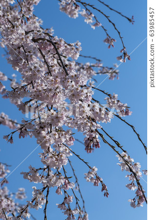 Weeping cherry tree, Ansan city, Gyeonggi-do Weeping cherry tree, Ansan city, Gyeonggi-do 63985457