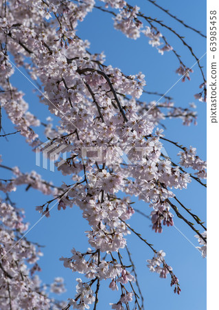Weeping cherry tree, Ansan city, Gyeonggi-do Weeping cherry tree, Ansan city, Gyeonggi-do 63985458