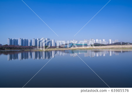 京畿道安山市垂枝櫻花 63985576